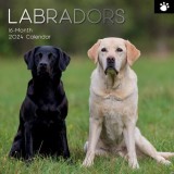 Labradors - 2024 Square Wall Calendar