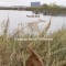 Live Pterosaurs in America: Not Extinct, Flying Creatures of Cryptozoology That Some Call Pterodactyls or Flying Dinosaurs or Prehistoric Birds