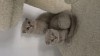 Pisicuțe british shorthaire și scotish fold, #1 All Systems