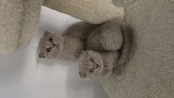 Pisicuțe british shorthaire și scotish fold