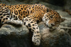 Fototapet de perete autoadeziv si lavabil Animal49 Jaguar pe o stanca, 220 x 135 cm