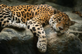 Cumpara ieftin Fototapet autocolant Animal49 Jaguar pe o stanca, 250 x 200 cm