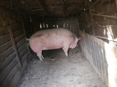 Scroafe de vanzare foto