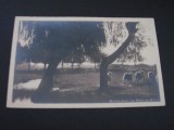 Peisaj pastoral cu oi sub copac-Carte Poștală Argentina,Necirculată(cel mai probabil din perioada 1920&ndash;1940), Necirculata, Printata