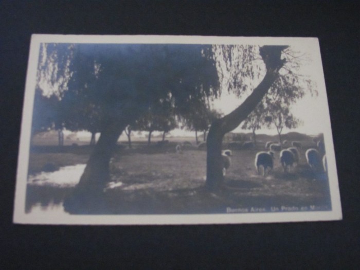 Peisaj pastoral cu oi sub copac-Carte Poștală Argentina,Necirculată(cel mai probabil din perioada 1920&ndash;1940)