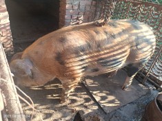Porc de vanzare foto