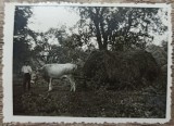 Taran cu car tras de boi, Romania interbelica// fotografie