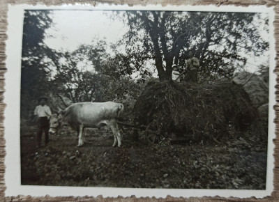 Taran cu car tras de boi, Romania interbelica// fotografie foto