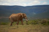 Tablou Canvas Elefant &icirc;n Savana Africană Peisaj Faună, 39 x 26 cm, CMCLASS