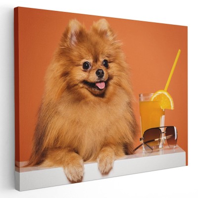 Tablou caine pomeranian cu pahar suc Tablou canvas pe panza CU RAMA 40x60 cm foto