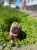 Bulldog Francez - femela, Pedigree