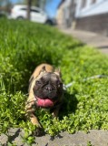 Bulldog Francez - femela, Pedigree