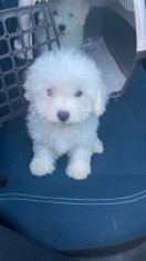 VAND PUI BICHON FRISE foto