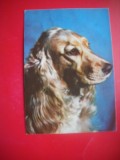 HOPCT 25143 COCKER SPANIEL AURIU - CAINI - ROMANIA - NECIRCULATA