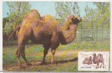 bnk cp Gradina zoologica Bucuresti - Camila - circulata 1979