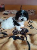 Bichon havanez 4 baietei