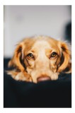 Tablou Canvas, "Visul bl&acirc;nd al unui cățel curios", Nu pot să identific persoanele sau animalele din imagini, dar pot să &icirc;ți ofer c&acirc;teva cuvinte pentru