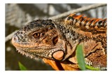 Tablou Canvas, "Iguana &icirc;n razele soarelui de dimineață", Iguana, Solzi, Textură, Verdeață, Soare, Animal, Faună, Detalii, Reptilă, Tighel., 39 x 26 cm