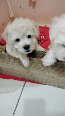 Bichon maltez foto