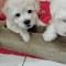 Bichon maltez
