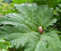 Gunnera manicata Uriasa ! 10 seminte in pachet foto