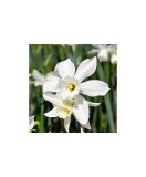 Cumpara ieftin Narcise Narcissus, Thalia, Alb, 12/14, 1 Bulb, Oem