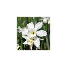 Narcise Narcissus, Thalia, Alb, 12/14, 1 Bulb