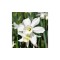 Narcise Narcissus, Thalia, Alb, 12/14, 1 Bulb