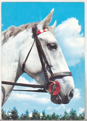 bnk cp Cai - Germania carte postala necirculata - Kruger foto