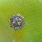 2367-I-Insigna Cruce Malta mica veche alama argintata stare buna diametrul-2cm.
