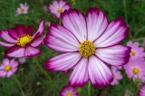 Seminte Flori Cosmos Amestec Culori, Gradina, 7 seminte
