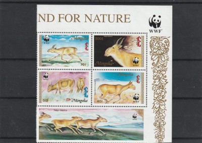 Fauna ,cervide,WWF,Mongolia. foto