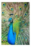 Tablou Canvas, "Pavoazarea strălucitoare a păunului regal", Păun, Magnific, Culori, Penaj, Armonie, Eleganță, Splendoare, Regalitate, Natură, Artă, 26