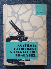 ANATOMIA PATOLOGICA A ANIMALELOR DOMESTICE - Ciurea foto