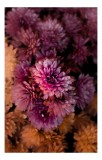 Tablou Canvas, "Renasterea culorilor in toamna tarzie", Flori, Mov, Petale, Textură, Eleganță, Delicatețe, Natură, Frumusețe, Contrast, Armonie, 26 x