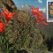 Austria, flora montana maxima