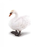 Figurina Lebada, Collecta