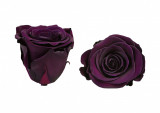 Trandafiri Criogenati Roseamour, Marime XL, Mov inchis