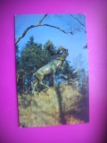 HOPCT 7424 CERBUL CARIBOU-PARCUL BOWRING-ST JOHN S NEWFOUNDLAND -CANADA -AMERICA DE NORD -NECIRCULATA, Printata