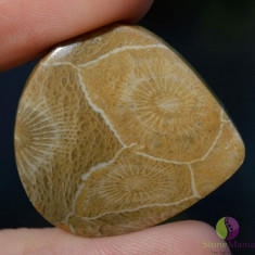 Cabochon coral fosilic 30x28x5mm k46