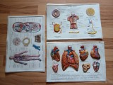 Trei planse medicale anatomie corp uman, din plastic, vintage, anii 60 inima, sistemul limfatic, sangele si circulatia sanguina medicina