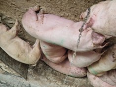 Vand porci foto
