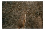 Tablou Canvas, "Suricata supraveghind tăr&acirc;mul uscatomorfic", Meerkat, Observant, Alert, Thorny, Subdued, Brown, Branches, 39 x 26 cm, CMCLASS