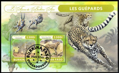 BURKINA FASO 2022 - Fauna africana, Gheparzi /colita foto