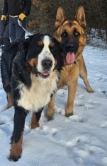 Vindem catei Euro Mountain Sheparnese