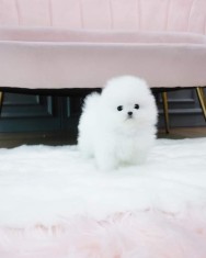 Pomeranian mini