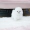 Pomeranian mini