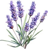 Cumpara ieftin Sticker decorativ, Lavanda, Mov, 61 cm, 1339STK-8