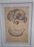Litografie originală anatomică Tiedemann &ndash; &bdquo;Tabulae Arteriarum&rdquo; | Artă medicală științifică 1822, ilustrație vintage decorativă