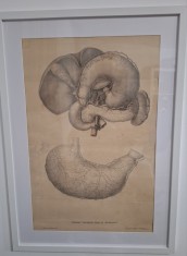 Litografie originală anatomică Tiedemann &ndash; &bdquo;Tabulae Arteriarum&rdquo; | Artă medicală științifică 1822, ilustrație vintage decorativă
